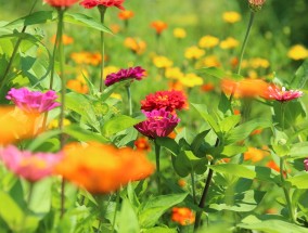 绿蒙花卉——黑龙江省四季海棠花卉基地的美丽之旅