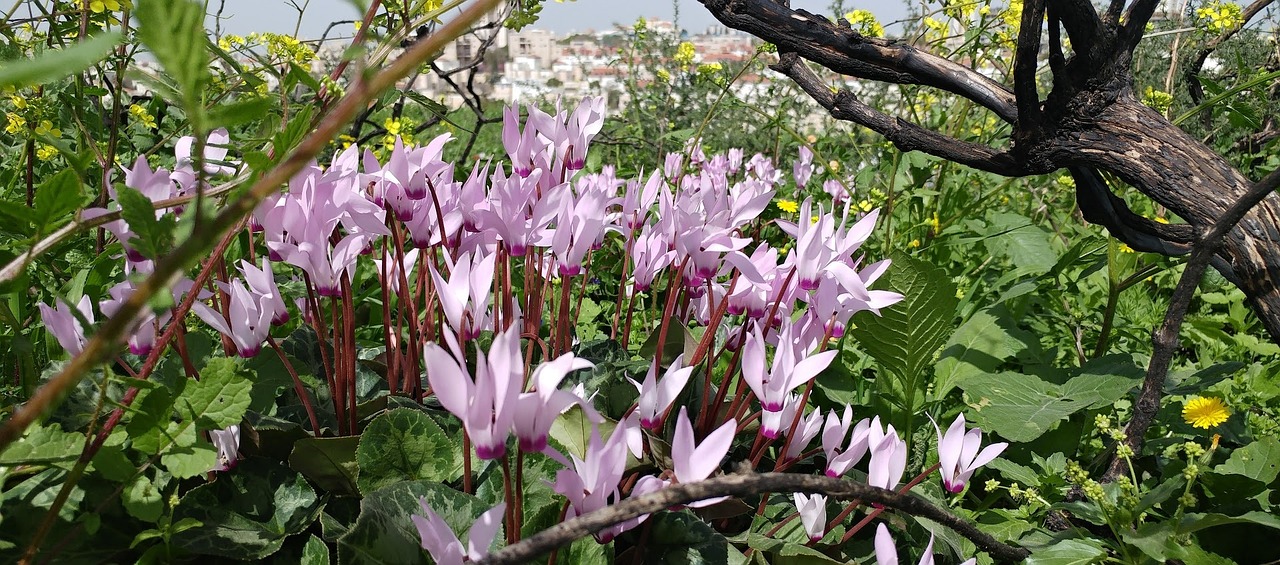 绿蒙花卉——黑龙江省四季海棠花卉基地的魅力  第1张